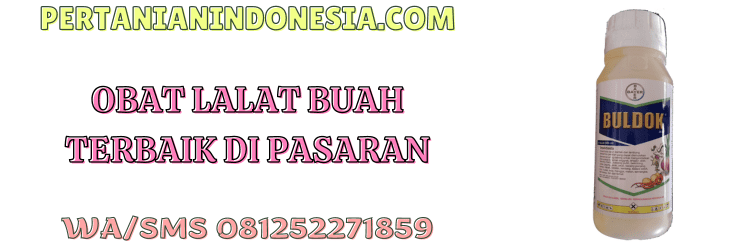 obat,lalat buah,lalat,terbaik,pertanian indonesia